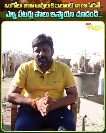 Ongole Cow and Bulls Farming. Ongole Breed Cattle Dairy Farm Full Information by P. Venkatrao, Gangavaram Village, Prakasam District.