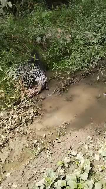 Porcupines today at khansahib...