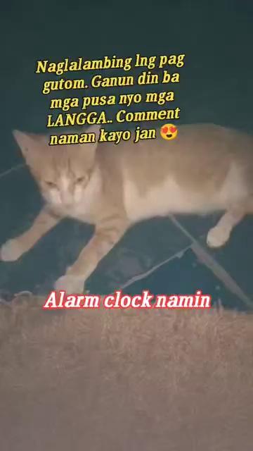 Na una pa sya sa aming alarm clock..
highlight
#シ゚viralシ #adsonreelsmonetization #instreamadsmonetization #followerseveryone #StarsEverywhere #BabyYhuki #catlovers Moma Rye Rose Vlog