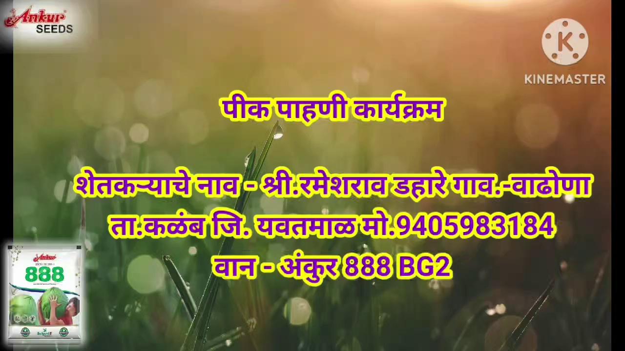 #05/10/2024 रोजी यवतमाळ जिल्ह्यातील वाढोणा ह्या गावामध्ये अंकुर सीड्सच्या वतीने पिक पाहणी कार्यक्रम घेण्यात आला.