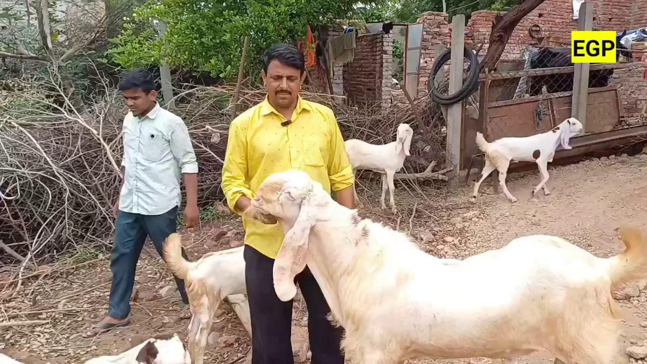 बाड़े में मिली सोने जैसी बकरी | EGPShorts | सोजत नस्ल की बकरी बकरा | GOATFARM |