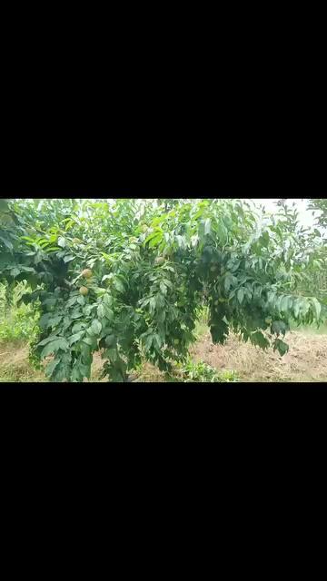 Kashmir peaches
At pathmargh Apple orchards Frisal kulgam
Follow and like this page.
28july2024 Fruit Set of Nectarine Peach
The wellness benefits of nectarines include: