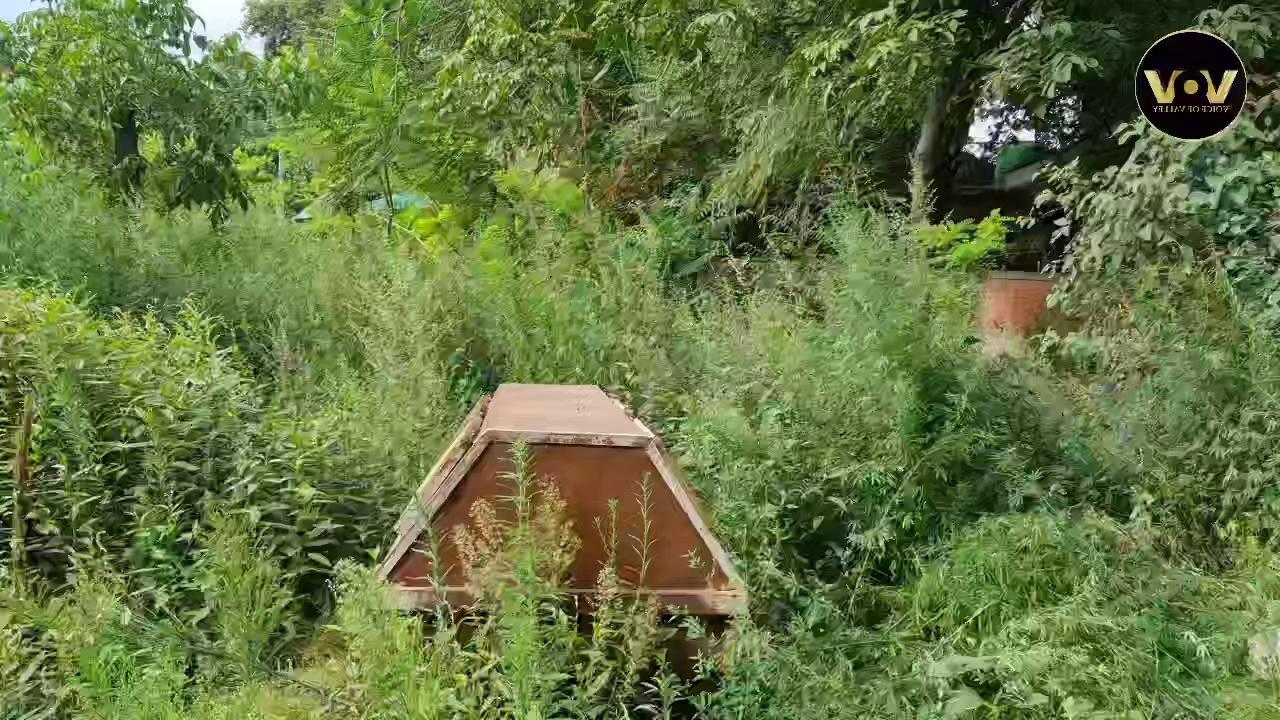 A local youth from Ganderbal town took the initiative to destroy the Contraband wild crop (Bung) on a large area
https://youtu.be/M6cYBf8gyCQ?si=364J0pjzds44VP55