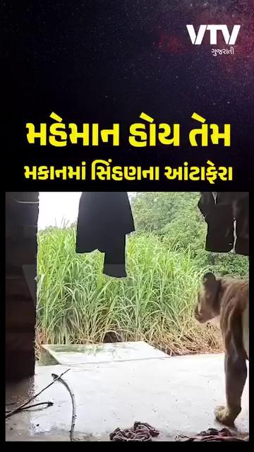 ગીર સોમનાથ: વાડીમાં બનાવેલ મકાનમાં સિંહણે કર્યા આંટાફેરા, વીડિયો વાયરલ