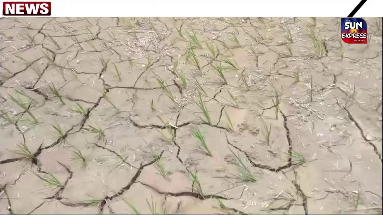 पूर्वी चंपारण में बारिश नहीं होने से धान के खेतों में फट रहा है दरार, धान के बिचड़ा सुखने लगा