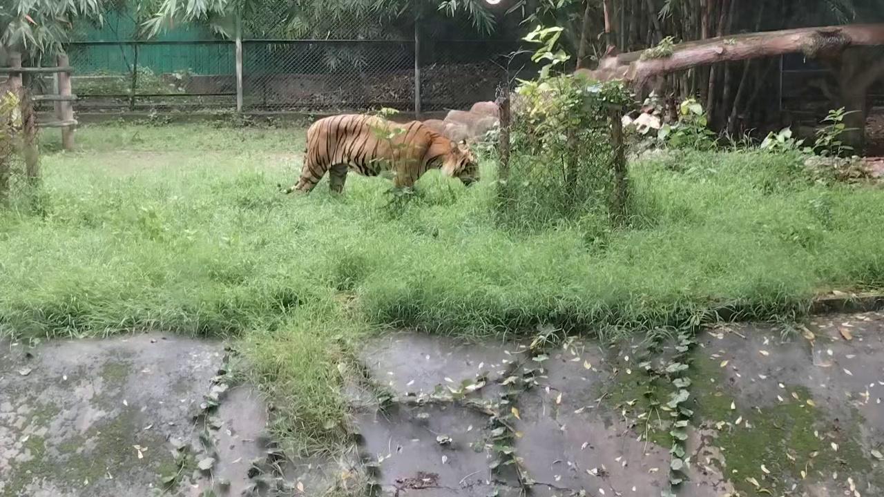 पटना के चिड़ियाघर में पहली वार बाघ को घांस खाते हुए देखिए।