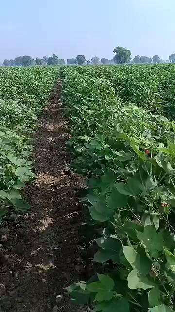 पिछले साल गुलाबी सुंडी और फंगस की समस्या नरमे की हाइट ज्यादा और संगनी बिजाई के कारण किसान मान रहे हैं
आपका क्या कहना है
राशि 951 बीज 300 ग्राम
बिजाई 4 फूट 6 इंच पर
किसान सुनील जी बिश्नोई 24 BB पदमपुर जिला श्रीगंगानगर