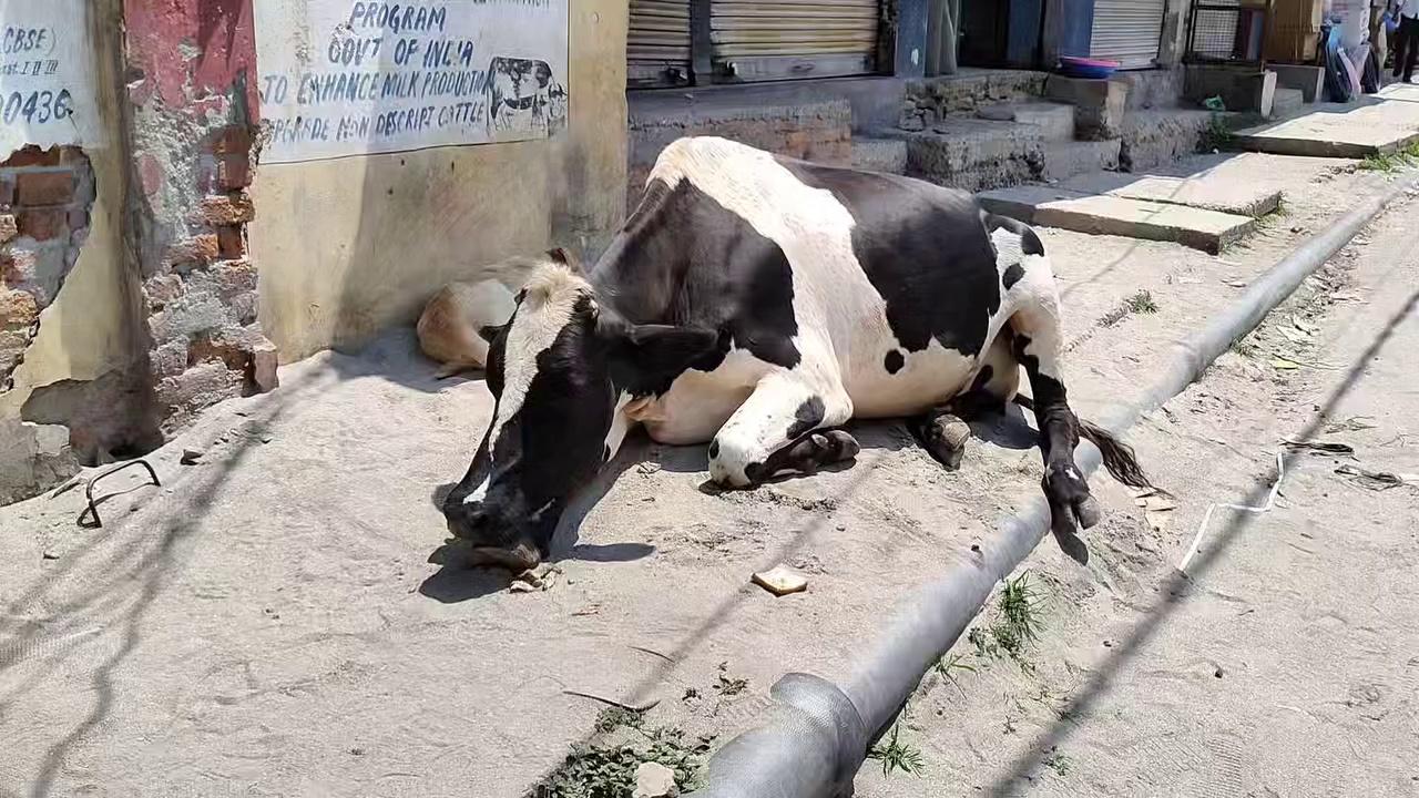 Stray cow laying abandoned outside Dak Banglow Kishtwar. Will anyone take action against its owner ? Watch, like, share & follow page for latest updates