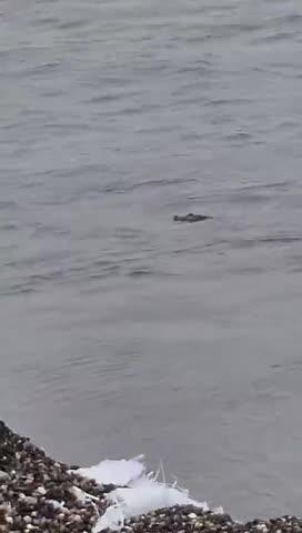 surat tapi river me dekhne ko mila Vishal kay crocodile!
video viral