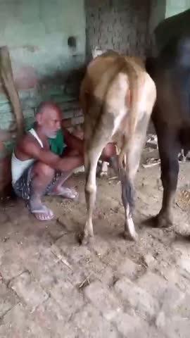 Kalyug mein sakshat Kamdhenu Mata ke darshan Keval 14 mahine ka gay ka bacha dudh de rahi hai Na to baccha hua na to pregnant Hui kunwari Gau Mata ko dudh ho raha hai mamla Samastipur ka hai thana chakmai si gaon Neemuch Khedar