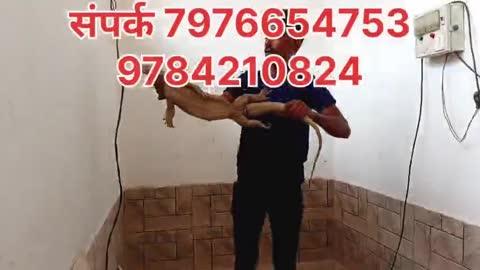 गोयरा को किया रेस्क्यू 
संपर्क।  7976654753 9784210824