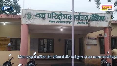 हरदा जिले की नर्मदा नदी में मिला दो मगरमच्छ बीट गार्ड एन मिश्रा  हंडिया रेंज हरदा के द्वारा बताया गया था कि दो मगरमच्छ मृत पाए गए हैं इसकी सूचना जिला मुख्यालय हरदा के डीएफओ एवं एसडीओ और रेंजर हंडिया रेंज को सूचना दी गई तब यहां से टीम के साथ रेस्क्यू किया गया वन विभाग की  के वहां में उनका लाया गया है इनमें से एक मगर की लंबाई लगभग 8 फीट और दूसरे मगर की लंबाई 6 फीट अनुमानन बताई गई है