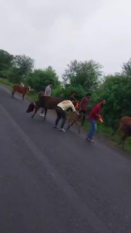 विंध्यवासिनी माइनिंग वर्क एल एल पी रेट कंपनी द्वारा रोड पर बैठे मवेशियों को रेडियम के पट्टे बनाए गए ।
साईखेड़ा एक और देखा जा रहा है कि मूक पशु बेसहारा जो आए दिन मच्छरों से बचने के लिए रोड पर बैठे रहते हैं और उनके मालिक हैं जो जब तक गाय दूध देती है अपने घर में रखते हैं और जैसे ही दूध देना बंद कर देती है आवारा पशु की तरह रोड पर छोड़ देते हैं रोड पर बैठे रहने से आए दिन यातायात भी बाधित होता है इसके साथ ही कई बार  रोड पर बैठे मवेशियों को वाहन चोटिल भी कर देते हैं कई बार देखा गया है कि रोड पर निकलने वाले वाहन के नीचे पशु आ जाते हैं जिससे कई बार घायल हो जाते हैं एवं यहां तक की बाहन के नीचे आने से मर भी जाते हैं अगर नगर परिषद मुनादी कराती है कि अपने पशुओं को घर पर बांधो नहीं तो कार्रवाई करेंगे कोई पशु मालिक नहीं आता इसके विपरीत कोई वहां रोड पर बैठे पशुओं को घायल कर जाता है तो वाहन मालिक से पैसे वसूलने कई पशु मालिक रोड पर आ जाते हैं इसी को देखते हुए आज विंध्यवासिनी माइनिंग वर्क एल एल पी रेत कंपनी, के द्वारा नायब तहसीलदार आकाश डहाके की मौजूदगी में रोड पर बैठे पशुओं के गले में रेडियम का पट्टा पहनाया जिससे कि रोड पर बैठे पशुओं को वाहन ड्राइवर दूर से ही देख ले और आसानी से अपना बाहन निकाल दे जिससे कि कोई भी जानवर इसकी चपेट में ना आ सके