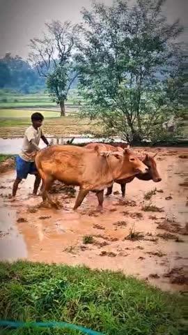 मानसून खूंटी 
धान रोपनी 🌾🌾