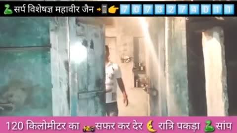 , फ्री, बिल्कुल फ्री सेवा 🐍सांप ,नेवला, बिच्छू, गौ आदि पकड़ने वाले महावीर जैन पाली (  राजस्थान ) ☎️7073274011