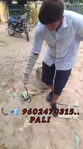 📲 9602470315 सांप पकड़ने वाले पाली, राजस्थान Snake Catchar In Pali