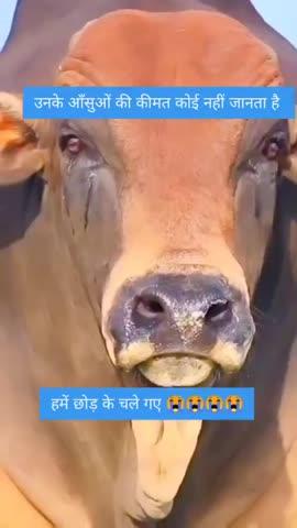 गौमाता की हो रक्षा 
गौमाता की आंखों से बह रहे आंसू शायद यही बयां कर रहे हैं