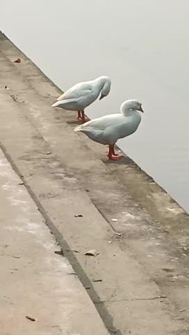 बनौली,भोजपुर आरा में सूर्य मंदिर का नव निर्माण हो रहा हैं।