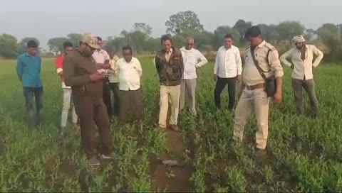 नरसिंहपुर : ग्राम तरवारा में बाघ का आतंक बेल का किया शिकार सूचना मिलने पर वन विभाग अमला मौके पर पहुंचा