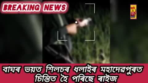 বাঘৰ ভয়ত, শিলচৰ ধলাইৰ মহাদেৱপুৰত চিন্তিত হৈ পৰিছে ৰাইজ।