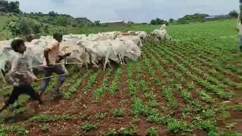 गोचर भूमि पर हुए अतिक्रमण ही बने हुए है गोवंश पालन में सबसे बड़े रोड़ा,, सरकार हर ग्राम में गोचर भूमि तलाश कर उनपर हर ग्राम गौशाला के माध्यम से प्रत्येक योजना से लाभान्वित वर्ग विशेष को पालन कार्य देकर गोवंश की सुरक्षा सुनिश्चित कर सकते हैं