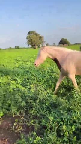 horse lovers 💖😍💖😍💖