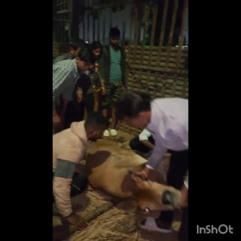 Rourkela Bajrang dal dwara Madhusudan pali ke nikal ek gou mata ko gousala pohochaya gaya app sabhi sangathan se jude or hindu ekta badhaye 🙏