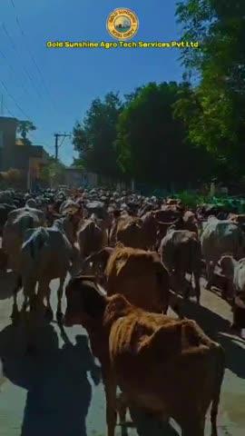 किसान धरोहर कृषि और डेयरी एक्सपो: भविष्य की खेती की दिशा में एक क्रांतिकारी कदम!
"एक जिला, एक उत्पाद"
हमारा गर्व है कि हम 'किसान धरोहर कृषि और डेयरी एक्सपो' का आयोजन 21, 22, और 23 फरवरी 2025 को कर रहे हैं। यह एक्सपो उन्नत कृषि और डेयरी तकनीकों का अनावरण करने के साथ-साथ किसानों, व्यवसायियों और कृषि उद्योग के पेशेवरों के लिए नेटवर्किंग के अद्वितीय अवसर प्रदान करेगा।
इस आयोजन में आप नवीनतम उत्पादों, सेवाओं और तकनीकों का अनुभव कर सकते हैं, जो आपके व्यवसाय को नई ऊंचाइयों पर ले जाने में मदद करेंगी।
किसानों के लिए यह एक सुनहरा मौका है अपने ज्ञान को बढ़ाने और नए संपर्क बनाने का!
स्थान: आर्चिशा इंटरनेशनल स्कूल, बाघौली, हरदोई, उत्तर प्रदेश।
आइए, मिलकर कृषि के भविष्य को साकार करें!
#DairyAndKrishi #SustainableFarming #OrganicProducts #ModernAgriculture #SmartFarming #DairyFarming #AgroTech #HighQualitySeeds #DairyInnovation #FarmToTable #AgricultureSolutions #EcoFriendlyFarming #HealthyLivestock #AdvancedFarmingTech #FarmProductivity
#KisanDharoharExpo
#AgricultureExpo
#DairyExpo
#HardoiEvents
#UPAgriculture
#FarmersFirst
#SustainableFarming
#agritech
#UttarPradesh