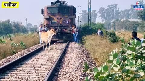 पानीपत में गौ माता ने ट्रेन को काफी देर तक रोक रखा हो सकता है कि कोई अनहोनी रही होगी जिसको टालने का प्रयास गौ माता ने विलंब करवा करके कर रही है यह भी कोई दैविक चमत्कार हो सकता है