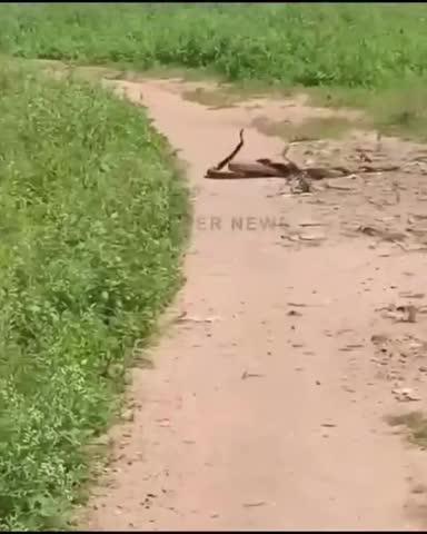 உசிலம்பட்டி அருகே மூன்று பாம்புகள் ரோட்டில் நடனம்.
மக்கள் பயத்துடனும் வியப்புடனும் பார்த்தார்கள்.