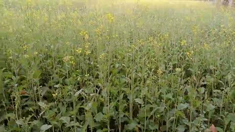 देखिए कृषि विभाग ने किस तरह से किसान को तेलहन के बीज में फूल का बीज दे डाला है क्या कोई किसान विश्वास कर सकता है विभाग पर, सुनिए क्या कुछ किसान बता रहा है। क्या इस वीडियो पर कार्यवाई उक्त विभाग पर हो सकता है?