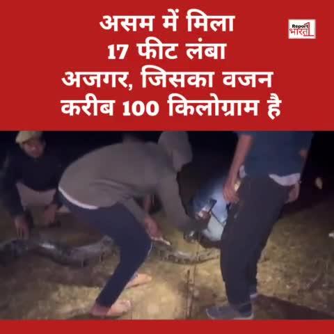 असम में मिला 17 फीट लंबा अजगर, जिसका वजन करीब 100 किलोग्राम है