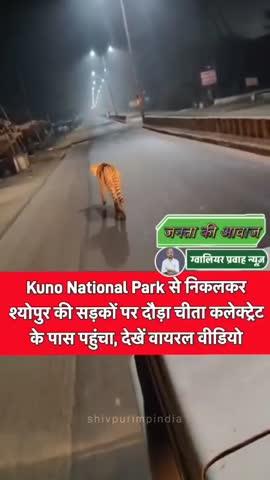 कूनो से निकलकर श्योपुर की सड़कों पर दौड़ा चीता, कलेक्ट्रेट के पास पहुंचा, देखें वायरल वीडियो श्योपुरः आज रात कलेक्ट्रेट रोड पर नजर आया चीता...।
कूनो नेशनल पार्क से 90 किलोमीटर दूर श्योपुर शहर के पास आया चीता अग्नि बीते 3 दिनों से एक ही क्षेत्र में डटा हुआ है। उसकी गतिविधियों से ऐसा नजर आ रहा है कि चीते को अमराल नदी किनारे का ये क्षेत्र रास आ गया है। यही वजह है कि फिलहाल वो न तो वापस लौटता दिखाई दे रहा है और न ही आगे की ओर बढ़ रहा है। मंगलवार की रात यह चीता कलेक्ट्रेट के पास देखा गया। हालांकि चीता ट्रैकिंग टीम निगरानी में जुटी है, लेकिन कूनो प्रबंधन भी पेशोपेश में है कि इसे ट्रैक्युलाइज कर वापस ले जाया जाए या नहीं।