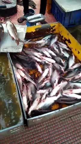 aaj main market Mein gaya tha fising videos  #fishing