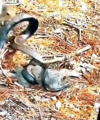 mom is mom..😘
Mother Squirrel fight and defeated the Snake 🐍 and freed her baby but the snake had hold the baby strongly and the baby is not in a condition to run the mother Squirrel carrier her baby and she ride a tall tree fof the safety and security of the baby🥰