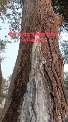 ग्राम तेलियाही में नीम के पेड़ से दूध निकल रहा है सबको मानना है कि यह मां देवी का चमत्कार है