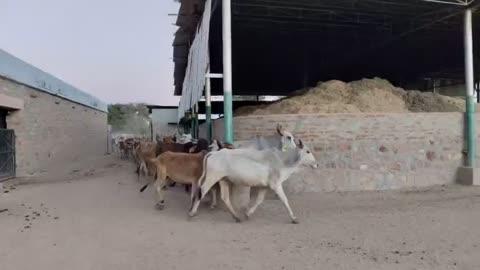 गौमाता को ओढ़ाई गर्म कंबले ,चारा व लापसी भी जिमाई
सर्प विशेषज्ञ महावीर जैन ने बताया कि भामाशाहों के सहयोग से सोमवार को पाली के पिंजरापोल गौशाला में गौमाता की पूजा अर्चना कर हादसे में पीड़ित बीमार , खड़ी होने अक्षम दर्जनों गौमाता जी को गर्म कंबले ओढ़ाई , 501 किलो हरा चारा जिमाया , 151 किलो लापसी भी जिमाई , जैन ने बताया कि भामाशाहों के सहयोग से पाली की विभिन्न गौशालाओं में 500 गौमाता को गर्म कंबले ओढ़ाई जाएगी , इस मौके पर सर्प विशेषज्ञ महावीर जैन , भुरदास वैष्णव , स्नेक कैचर दिव्या जैन, शंकर दास , आदम खान , सतार खान , आदि मौजूद रहे