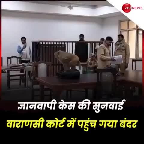 वाराणसी में ज्ञानवापी केस की सुनवाई के दौरान वानर राज पूरे समय उपस्थित रहे और सुनवाई के बाद अपने आप वहां से चले गए 🙏🚩