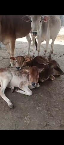 गौ माता की सेवा नारायण सेवा है।अलाव जलाकर ठंडी से बचाव किजिए।