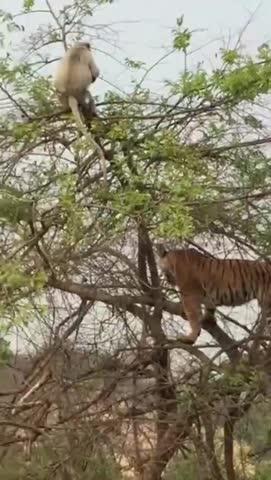 कॉर्बेट नेशनल पार्क का ये वीडियो तेजी से हो रहा है वायरल......
#corbettnationalpark #wildlife #junglesafari #happynewyear2025