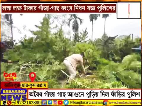 অবৈধভাবে লক্ষ্য লক্ষ্য টাকার চাষ করা গাঁজা গাছ কেটে আগুন ধরিয়ে পুড়িয়ে দিল পুলিশ।