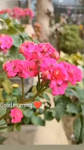 Good morning dear friends