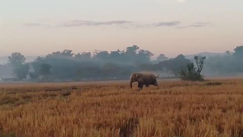 elephant morning 🌄 🌞 a hello