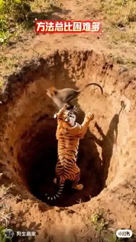 monkey ka telent to dekho