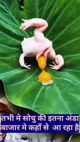 अंडा खाने वालों बाजार में नया अंडा नये साल में मार्किट में आ रहा है 😂😂😂🤔🤔🤔💯👍