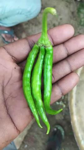 एक हरी मिर्च में तीन मिर्ची कुदरत का नजारा है अब क्या-क्या देखना पड़ रहा है