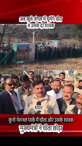 मुख्यमंत्री ने छोड़े चीता 🐆 अब खुले जंगल में घूमेंगे वीरा व उसके दो शावक
#KanhaNationalPark
#mukki #mp #mandla #india