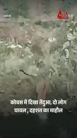बिहार में दिखाई दिए दो-शेर उन्होंने दो लोगों पर किया हमला