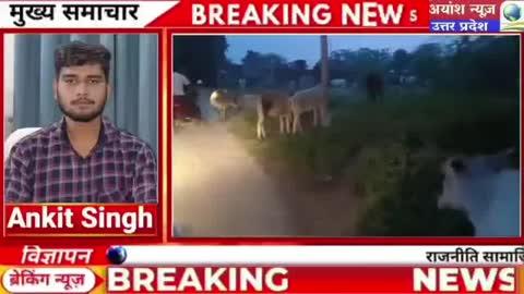 प्रदेश के जनपद उन्नाव 166 विधानसभा भगवंत नगर क्षेत्र में लगातार हो रही हाईवे पर गोवंशों की मौत पर लगातार कवरेज करके न्यूज़ चलाई जाने के बाद भी क्षेत्र के माननीय एवं अधिकारी कान में हुई लगाकर बैठे हैं आखिर कब तक होती रहेगी यूं ही गोवंशों की मौत, और गोवंश से रहेंगे किसान परेशान पूछता है उन्नाव।