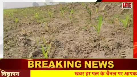 पूर्व रंजिस में 82 डिसमिल भूमि पर लगे एक माह की मकई को फसल नाशक दवाई छिड़काव कर क्षति करने का लगाया आरोप न्याय का लगाया गुहार